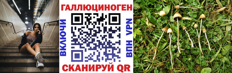 Купить закладки  Кремёнки  Псилоцибиновые грибы Psilocybe 